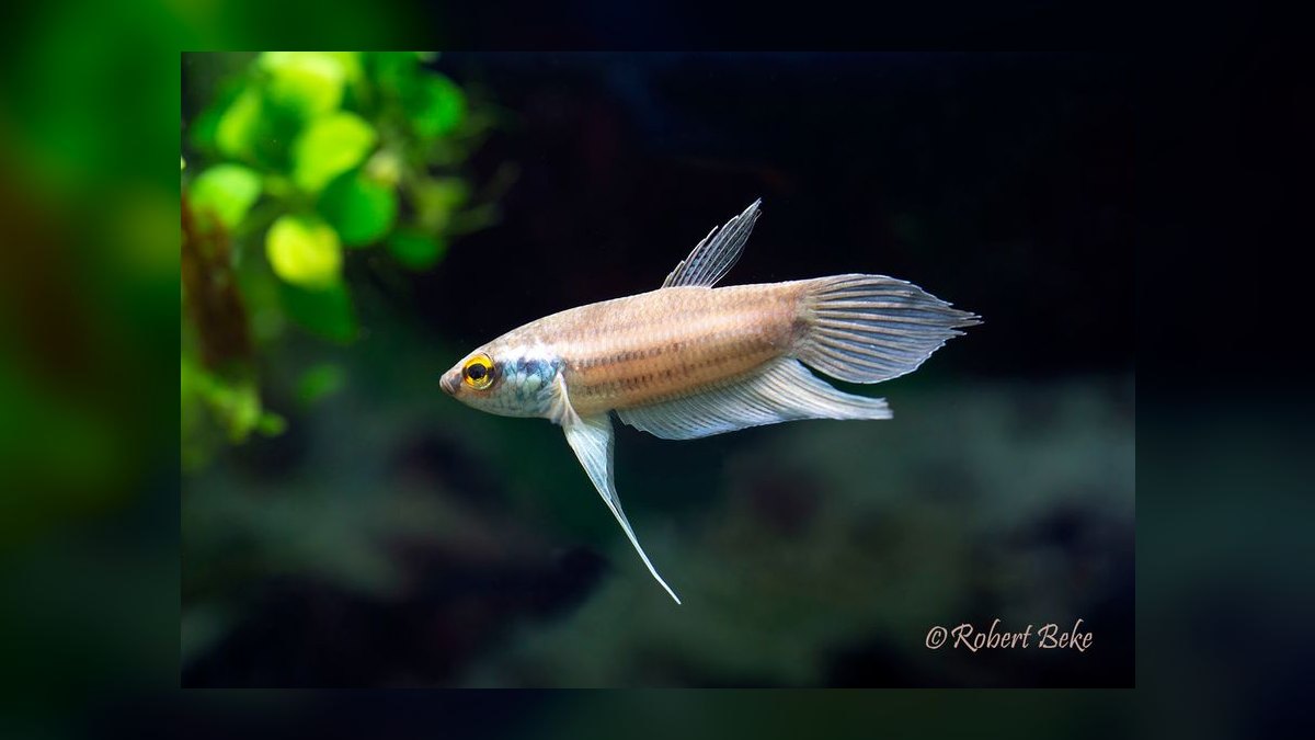 Top 10 Wild Type Betta Species 2027 — figure 9