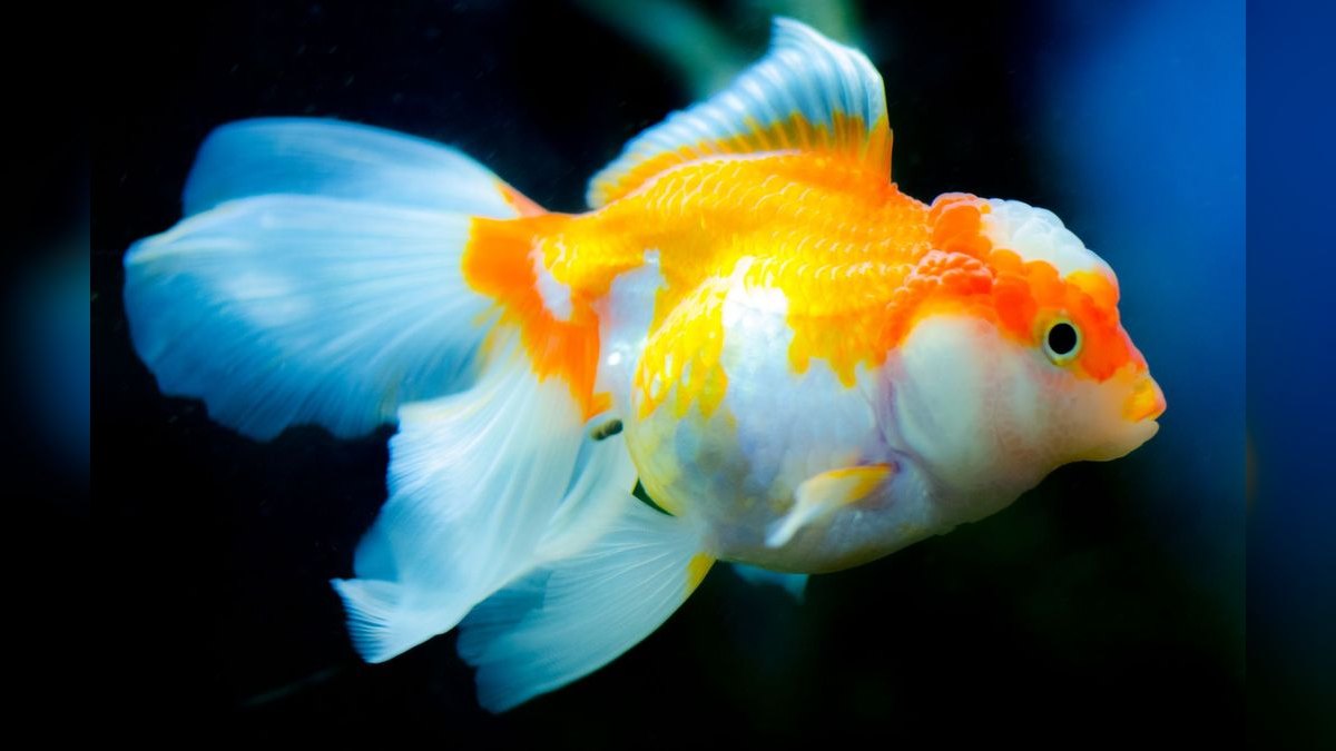 Top 10 Fancy Guppy Strain Colors 2027 — figure 1