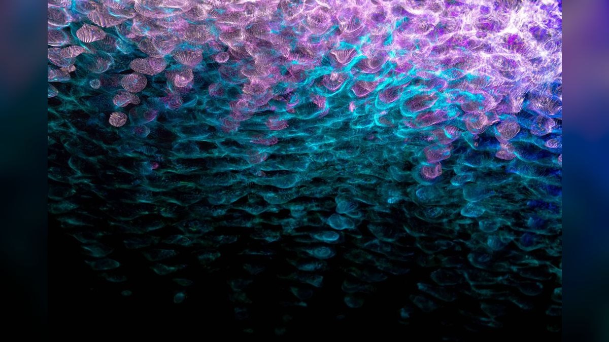 Top 10 Fancy Guppy Strain Colors 2027 — figure 2