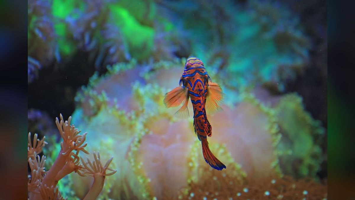 Top 10 Fancy Guppy Strain Colors 2027 — figure 3