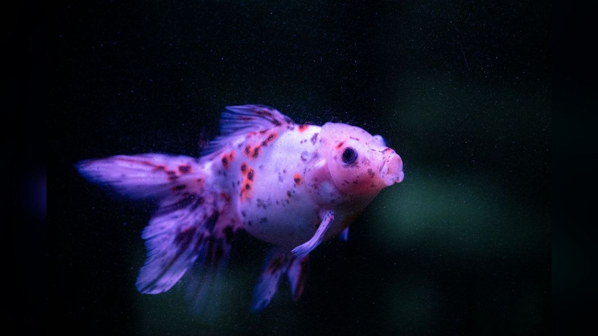 Top 10 Fancy Guppy Strain Colors 2027