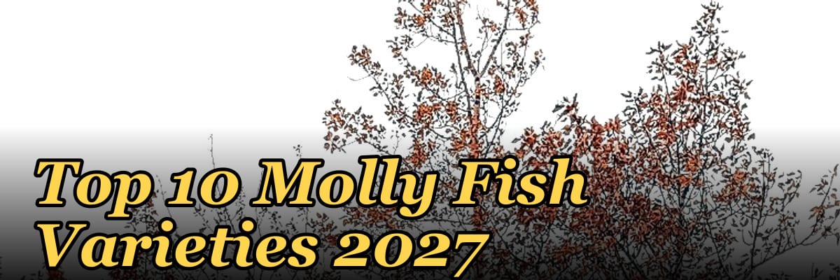 Top 10 Molly Fish Varieties 2027