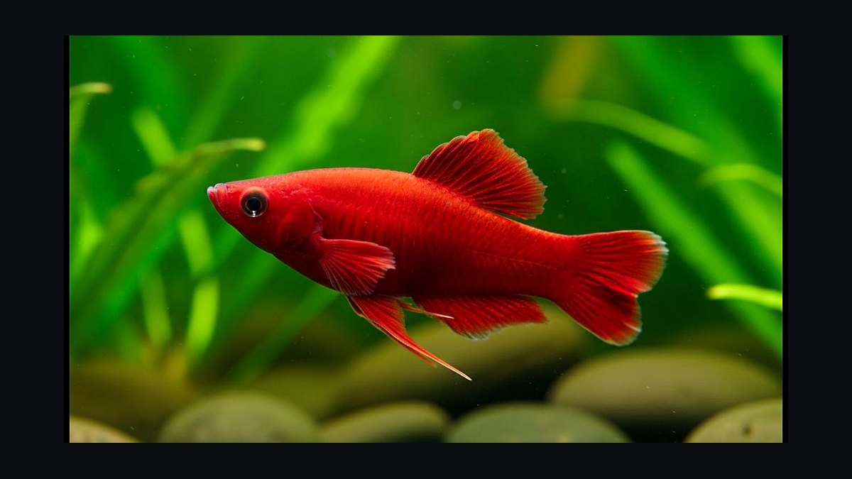 Top 10 Lyretail Swordtail Strains 2027 — figure 1