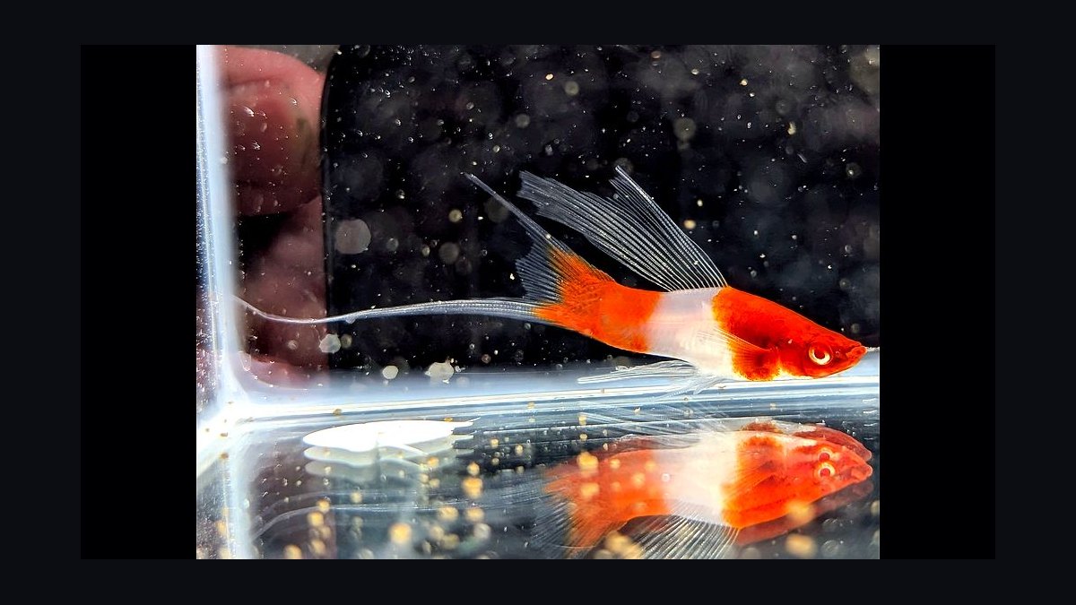 Top 10 Lyretail Swordtail Strains 2027 — figure 10
