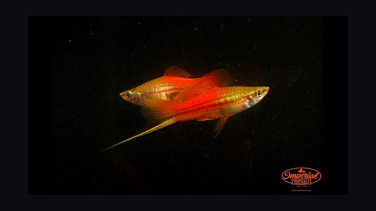 Top 10 Lyretail Swordtail Strains 2027 — figure 2