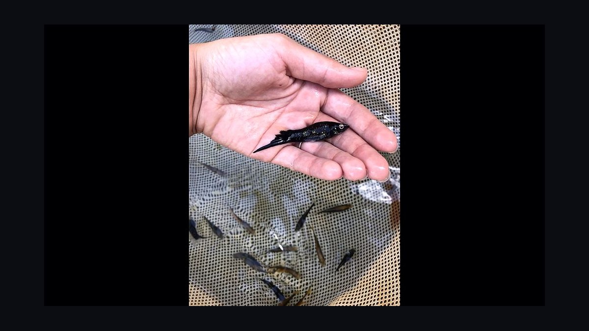 Top 10 Lyretail Swordtail Strains 2027 — figure 4