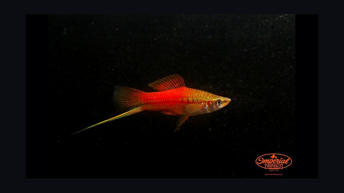 Top 10 Lyretail Swordtail Strains 2027 — figure 5