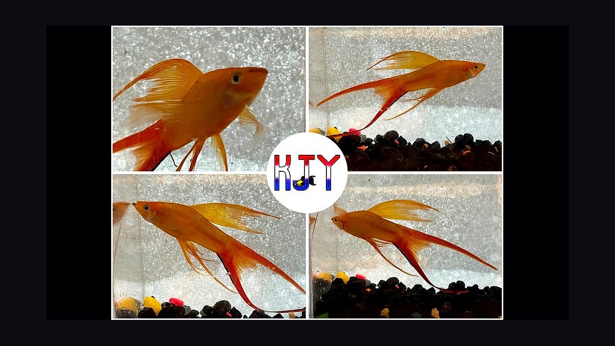 Top 10 Lyretail Swordtail Strains 2027 — figure 6