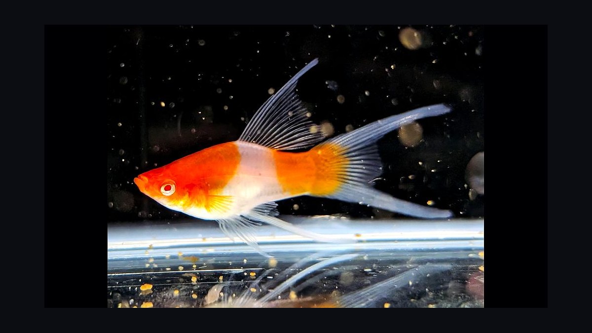 Top 10 Lyretail Swordtail Strains 2027 — figure 7