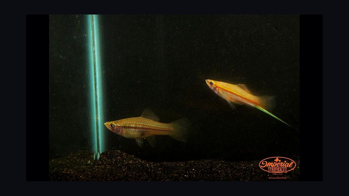 Top 10 Lyretail Swordtail Strains 2027 — figure 8