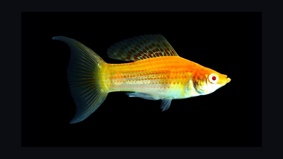 Top 10 Lyretail Swordtail Strains 2027 — figure 9