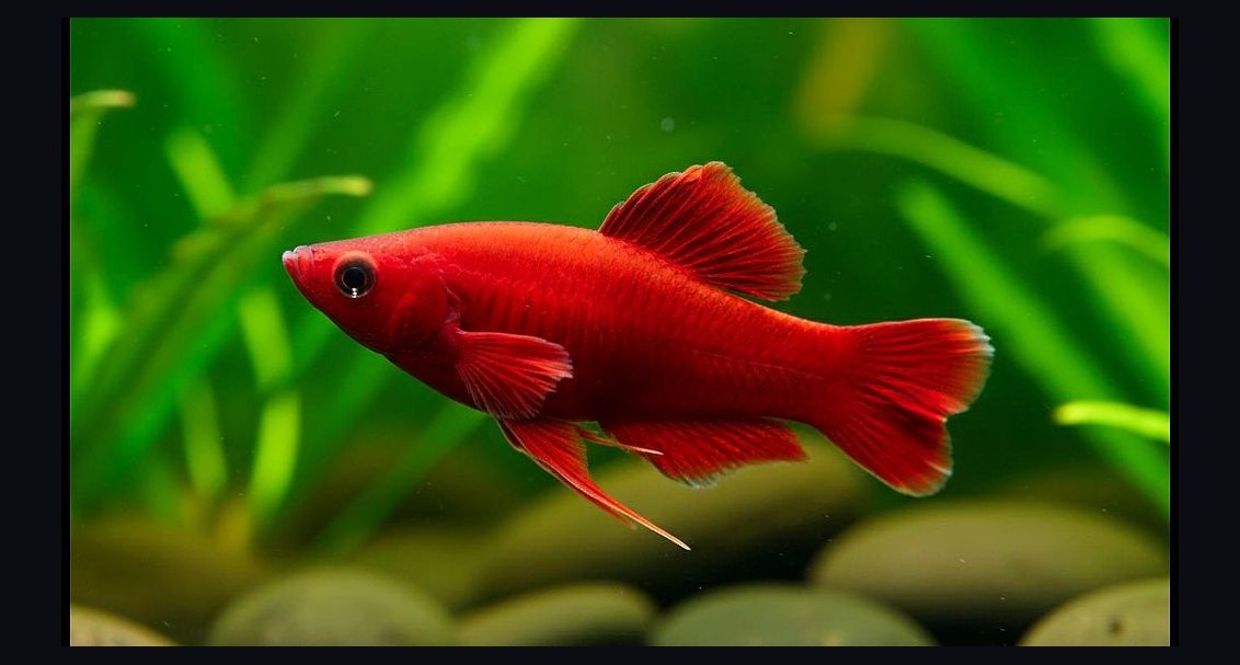 Top 10 Lyretail Swordtail Strains 2027