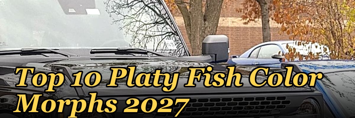 Top 10 Platy Fish Color Morphs 2027