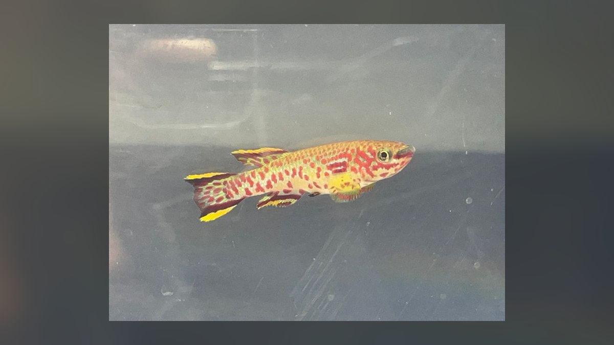 Top 10 Gardneri Killifish Pairs 2027 — figure 1