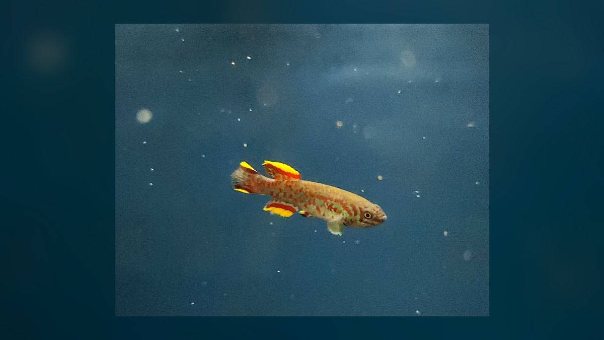 Top 10 Gardneri Killifish Pairs 2027 — figure 10