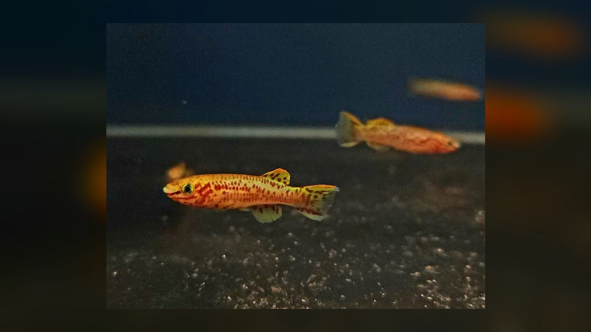 Top 10 Gardneri Killifish Pairs 2027 — figure 2