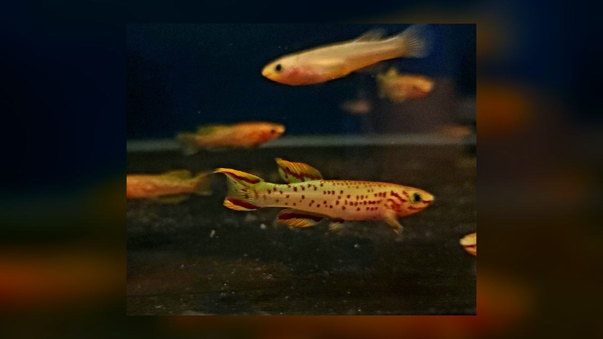 Top 10 Gardneri Killifish Pairs 2027 — figure 3