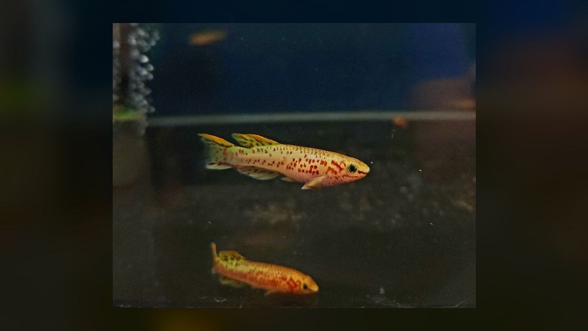 Top 10 Gardneri Killifish Pairs 2027 — figure 4