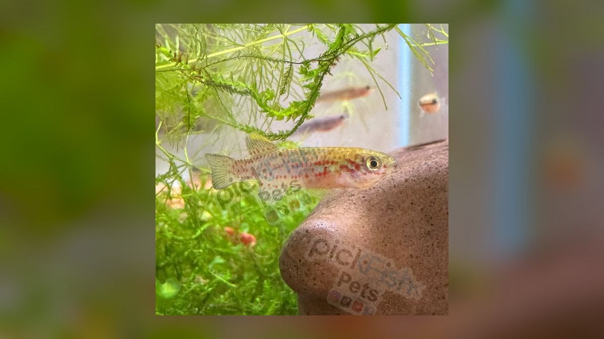 Top 10 Gardneri Killifish Pairs 2027 — figure 5