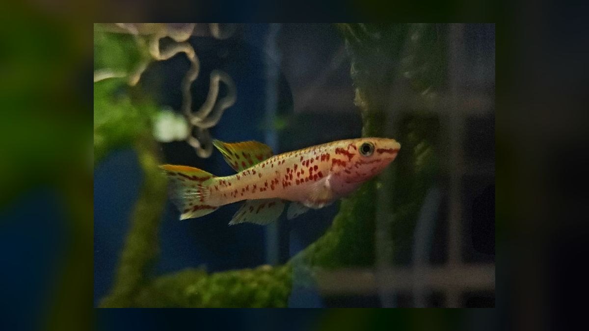 Top 10 Gardneri Killifish Pairs 2027 — figure 6