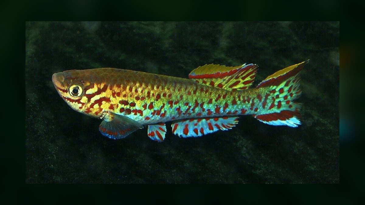 Top 10 Gardneri Killifish Pairs 2027 — figure 7