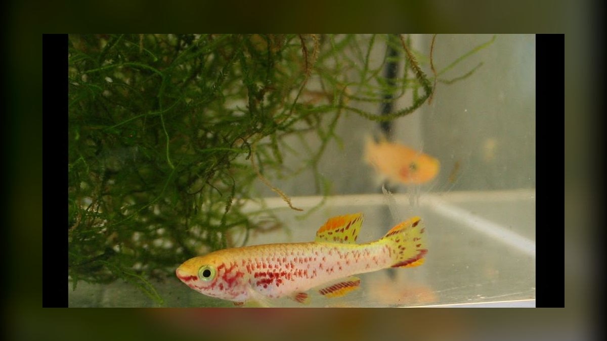 Top 10 Gardneri Killifish Pairs 2027 — figure 9