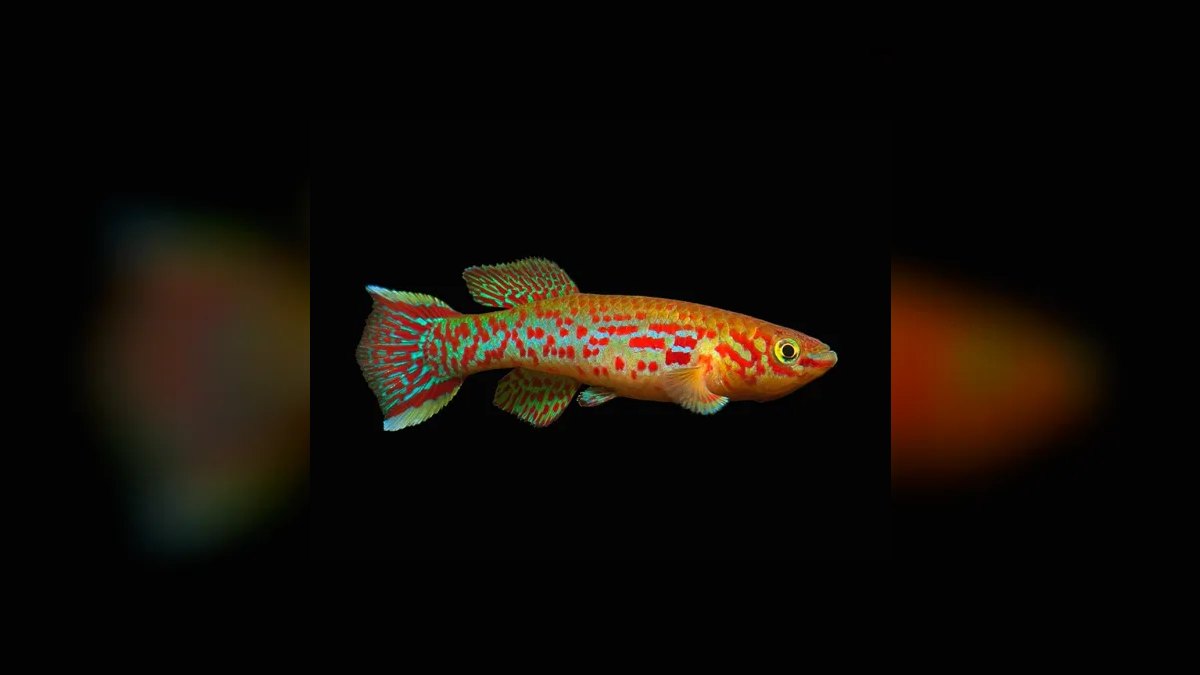 Top 10 Gardneri Killifish Pairs 2027