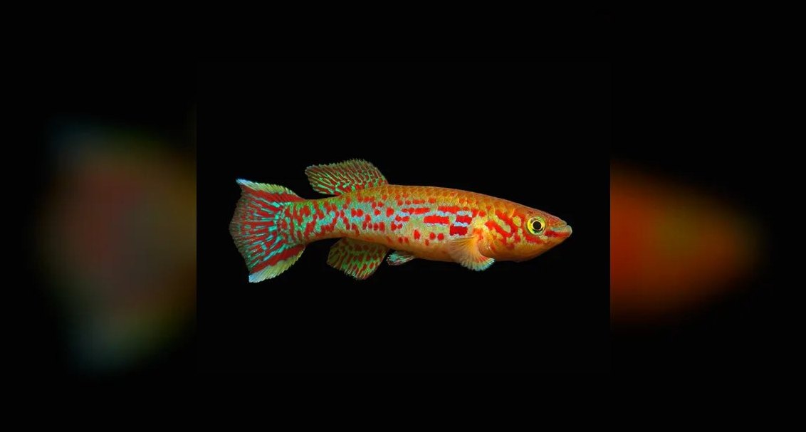 Top 10 Gardneri Killifish Pairs 2027