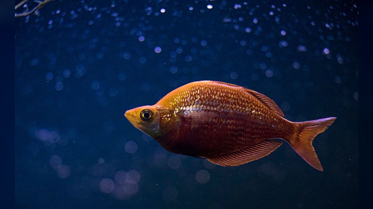 Top 10 Forktail Blue Eye Rainbowfish 2027 — figure 1