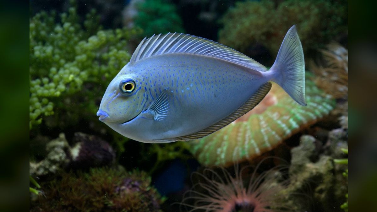 Top 10 Forktail Blue Eye Rainbowfish 2027 — figure 2