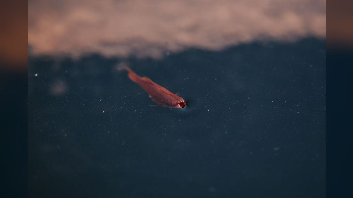 Top 10 Forktail Blue Eye Rainbowfish 2027 — figure 4