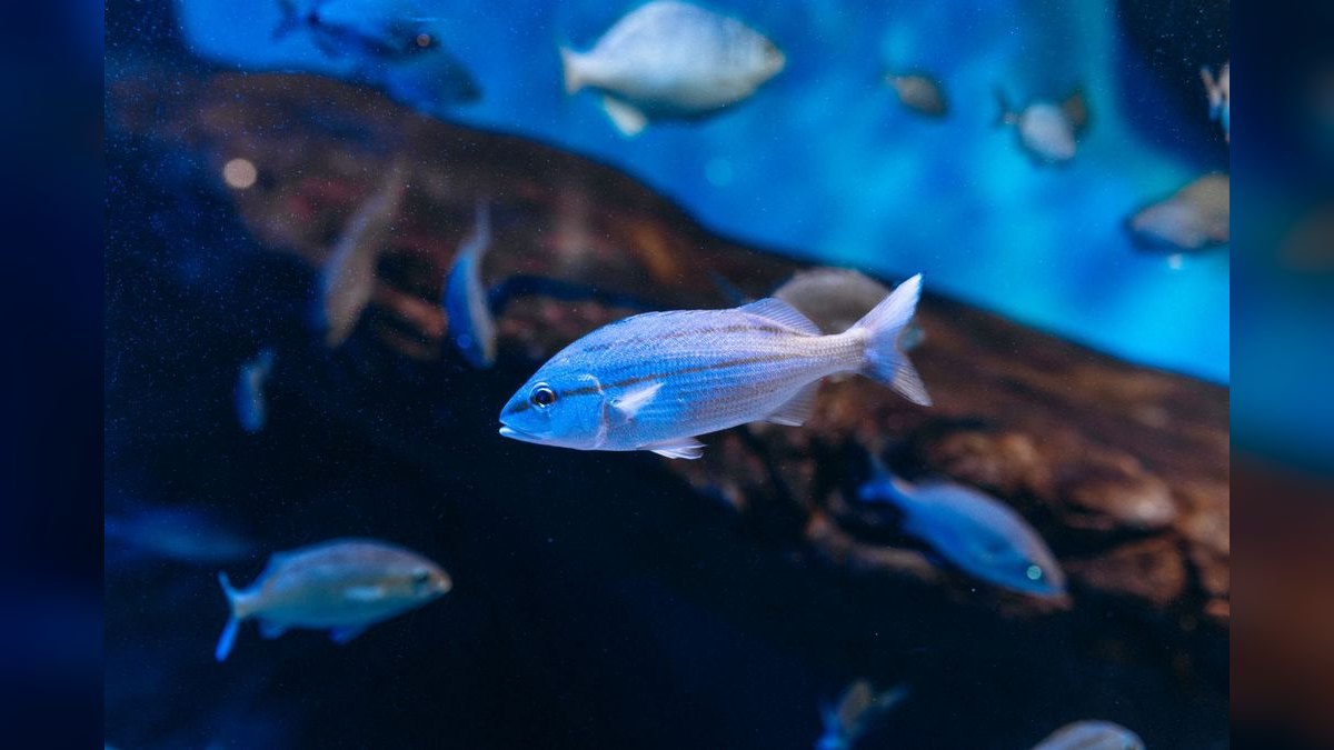 Top 10 Forktail Blue Eye Rainbowfish 2027 — figure 5