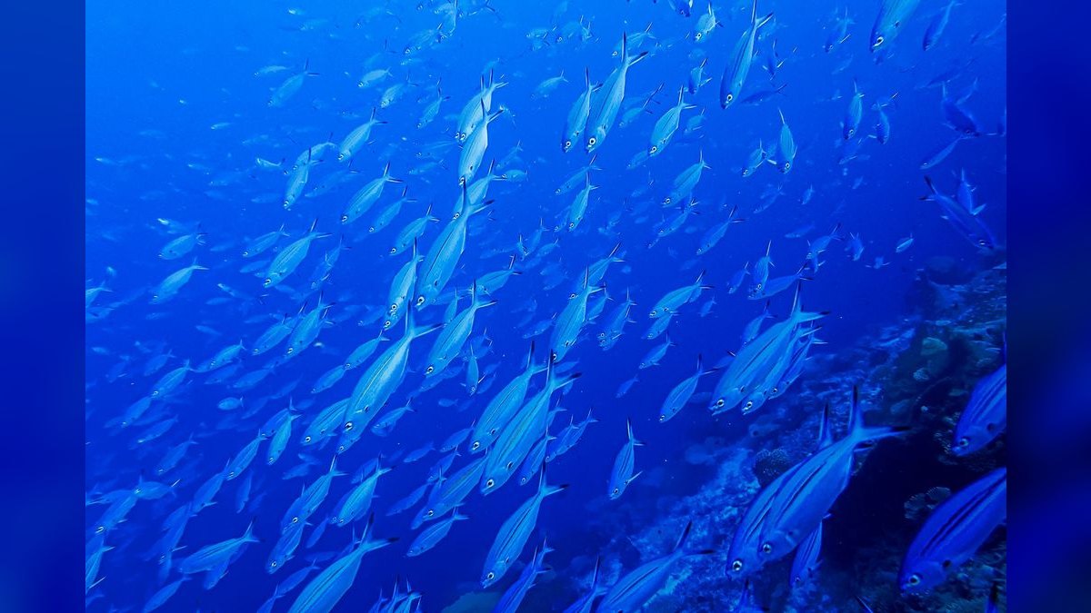 Top 10 Forktail Blue Eye Rainbowfish 2027 — figure 6