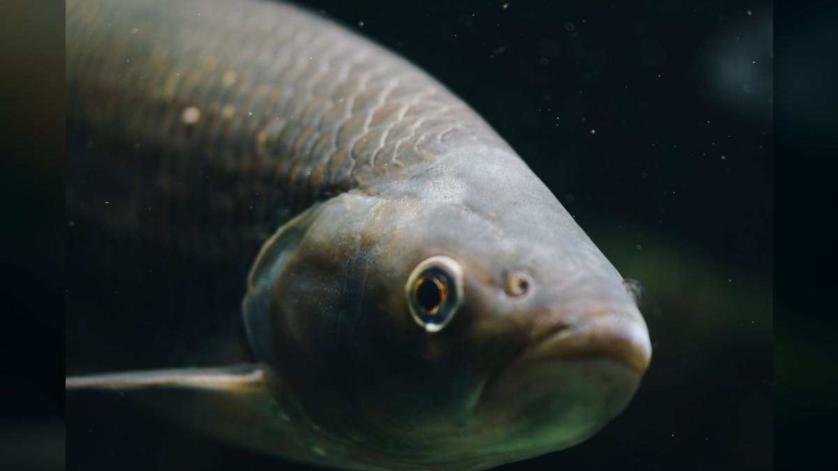 Top 10 Pseudomugil Rainbowfish Species 2027 — figure 1