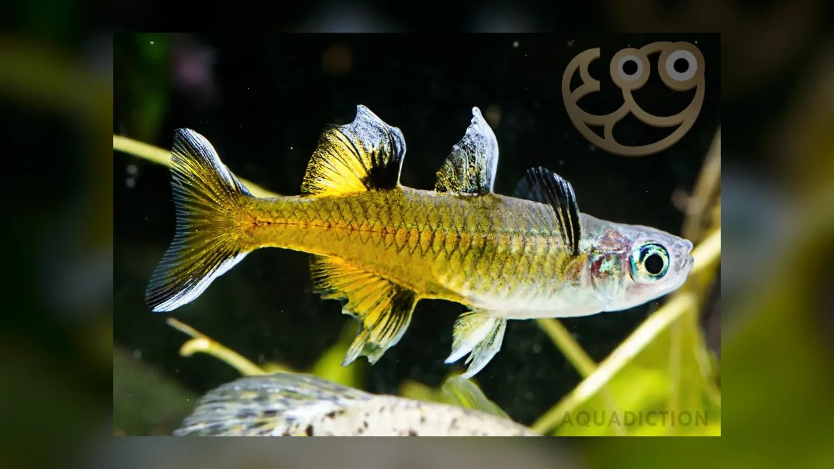 Top 10 Pseudomugil Rainbowfish Species 2027 — figure 10