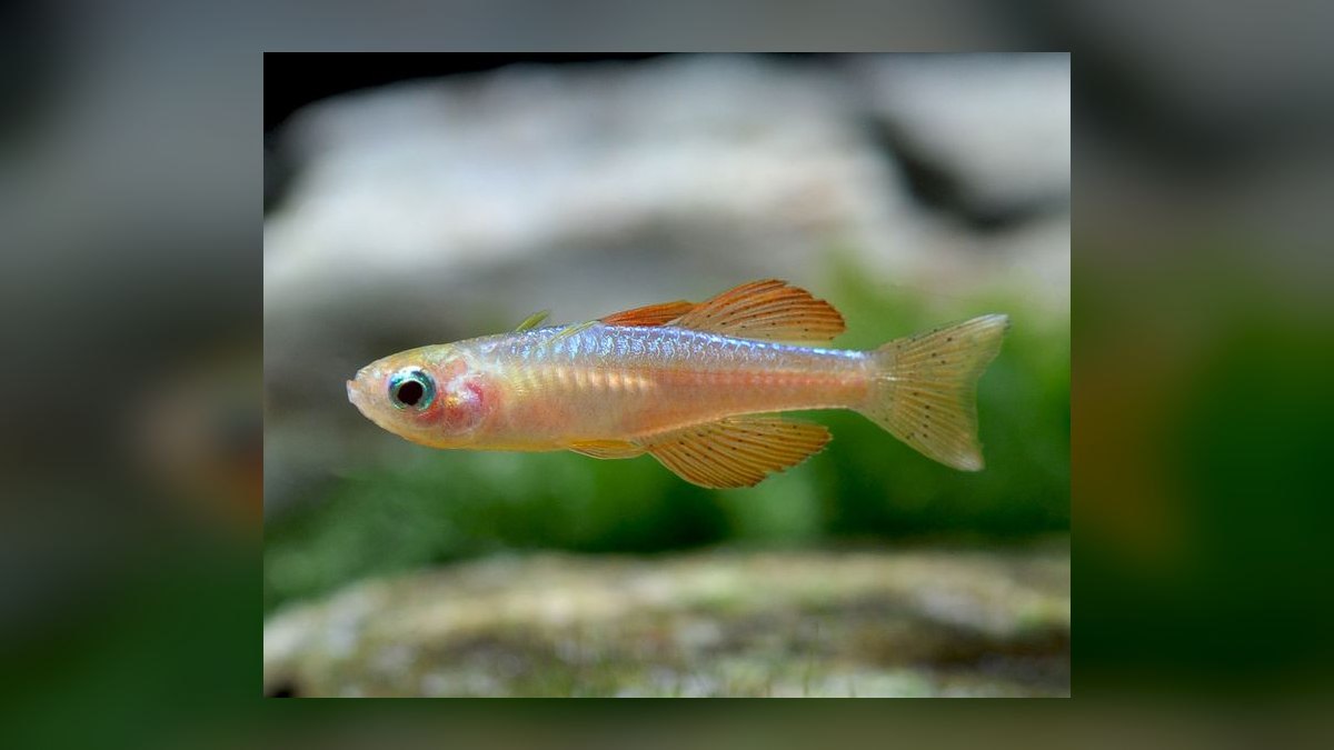 Top 10 Pseudomugil Rainbowfish Species 2027 — figure 7