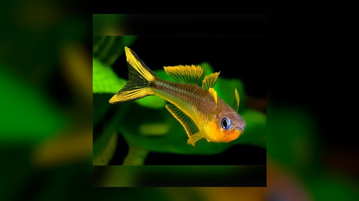 Top 10 Pseudomugil Rainbowfish Species 2027 — figure 8