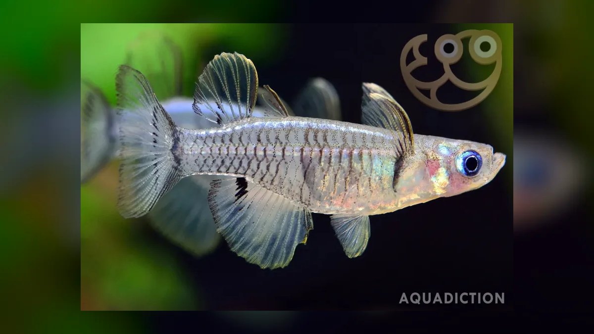 Top 10 Pseudomugil Rainbowfish Species 2027 — figure 9