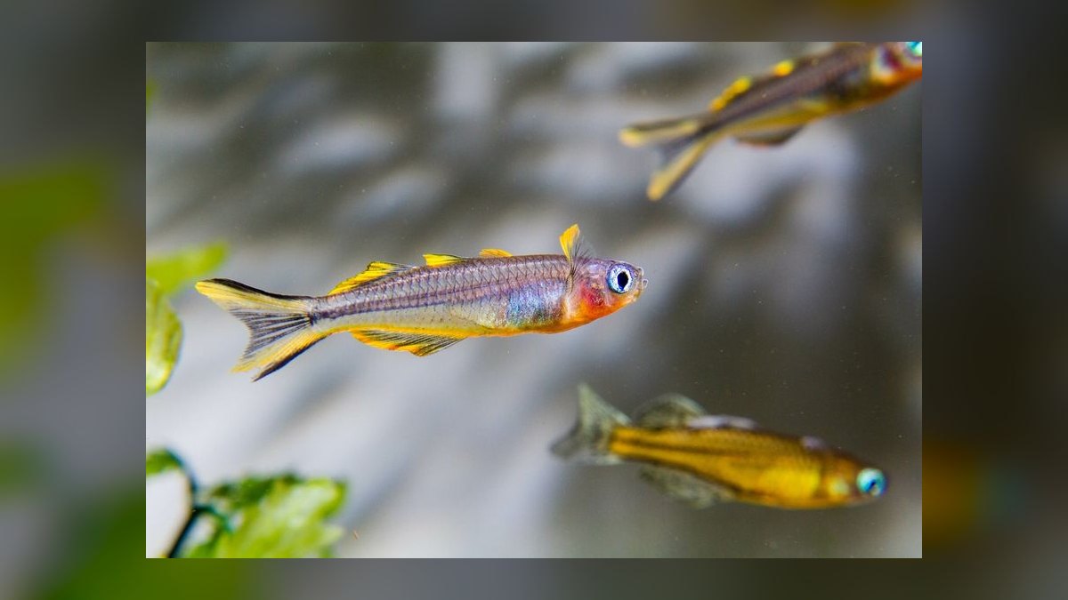 Top 10 Pseudomugil Rainbowfish Species 2027