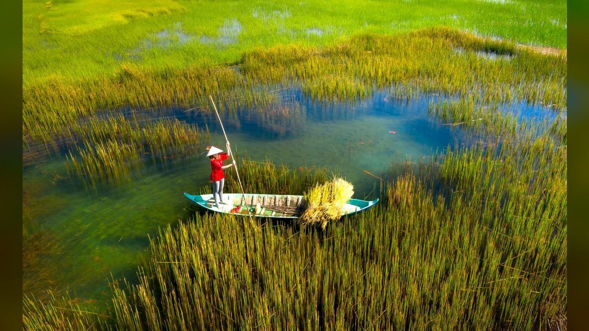 Top 10 Rice Fish Nano Species 2027 — figure 2