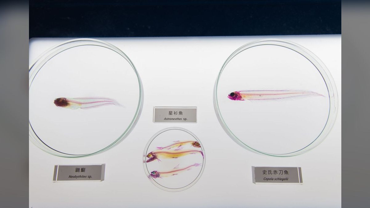 Top 10 Rice Fish Nano Species 2027 — figure 6