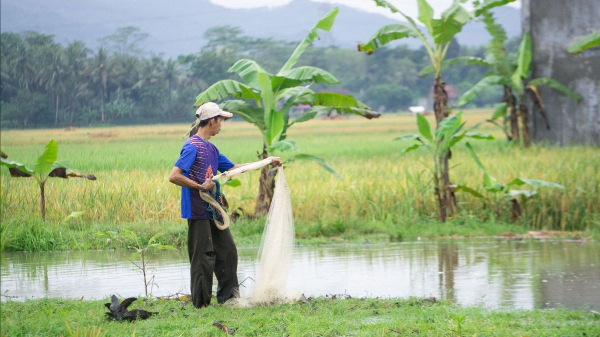 Top 10 Rice Fish Nano Species 2027