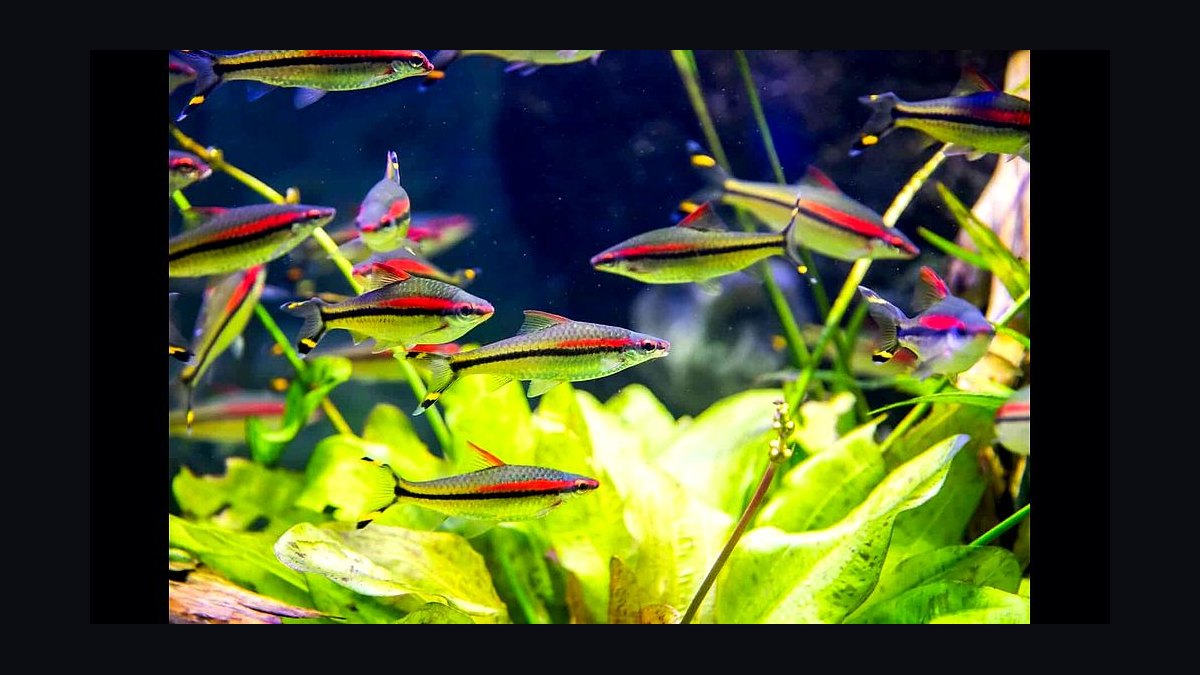 Top 10 Denison Barb Red Line Barbs 2027 — figure 2