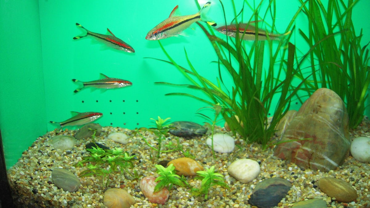 Top 10 Denison Barb Red Line Barbs 2027 — figure 3