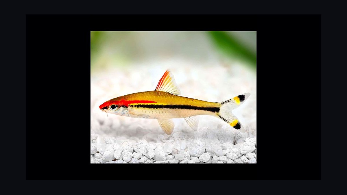 Top 10 Denison Barb Red Line Barbs 2027 — figure 4