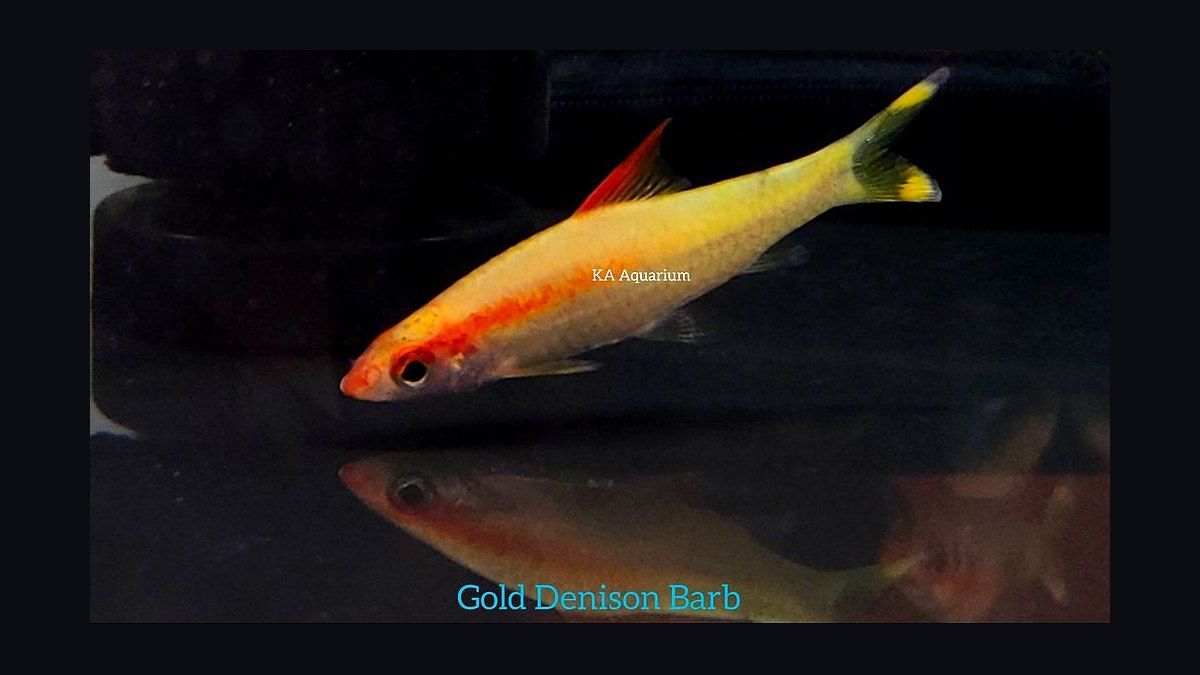 Top 10 Denison Barb Red Line Barbs 2027 — figure 6