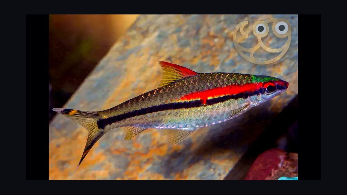 Top 10 Denison Barb Red Line Barbs 2027 — figure 8
