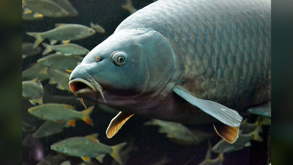Top 10 Tinfoil Barb Large Shoalers 2027 — figure 1