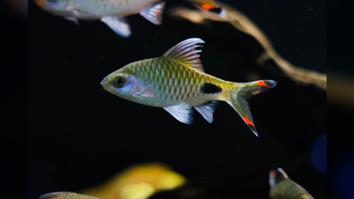 Top 10 Tinfoil Barb Large Shoalers 2027 — figure 2