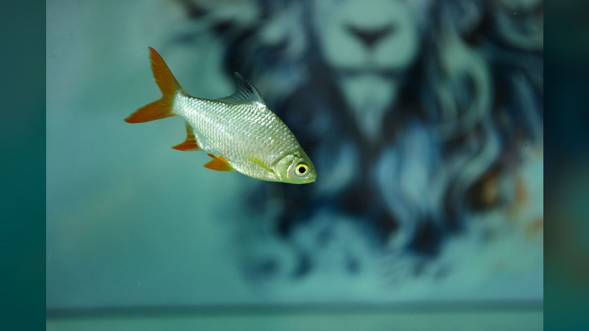 Top 10 Tinfoil Barb Large Shoalers 2027 — figure 3